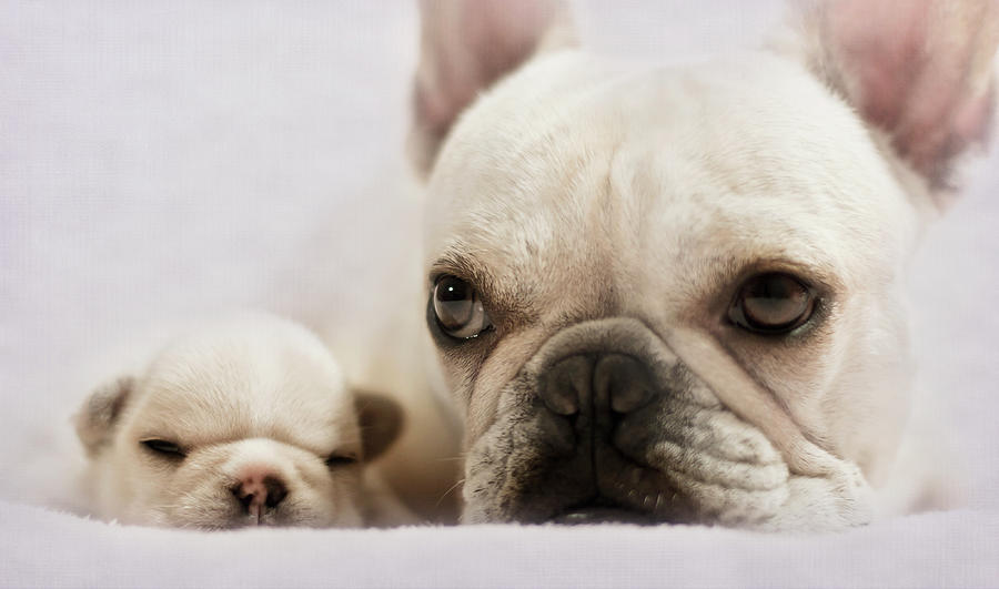 French Bulldog Photograph by Copyright © Kerrie Tatarka French Bulldog Photograph by Copyright © Kerrie Tatarka