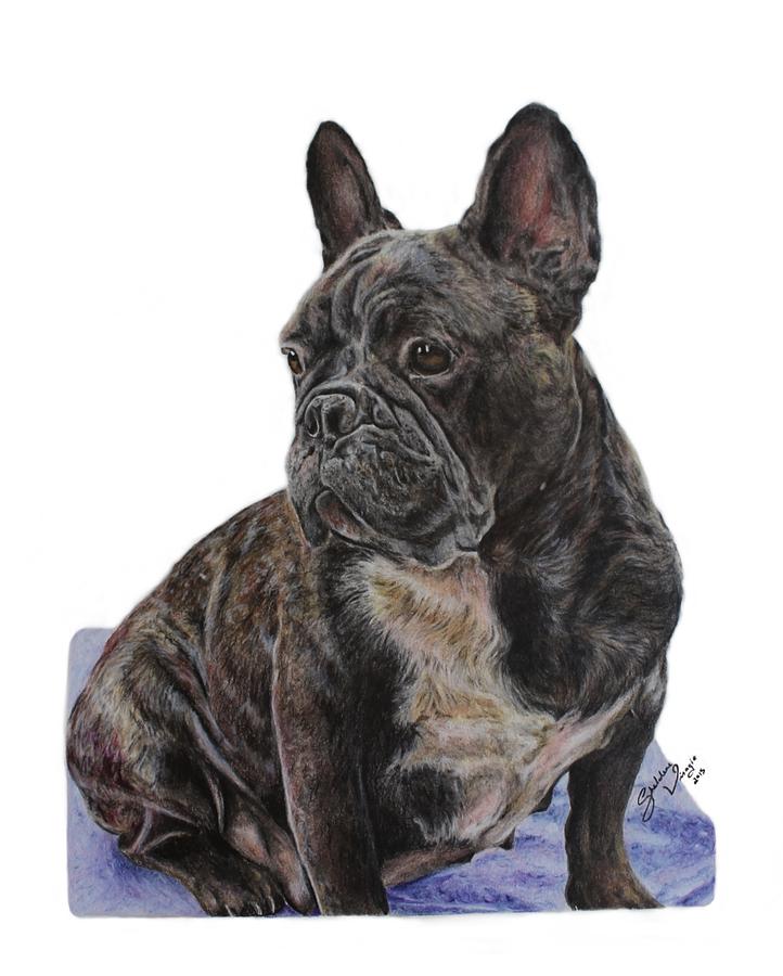 French Bulldog Drawing Drawing by Sheldene Visagie
