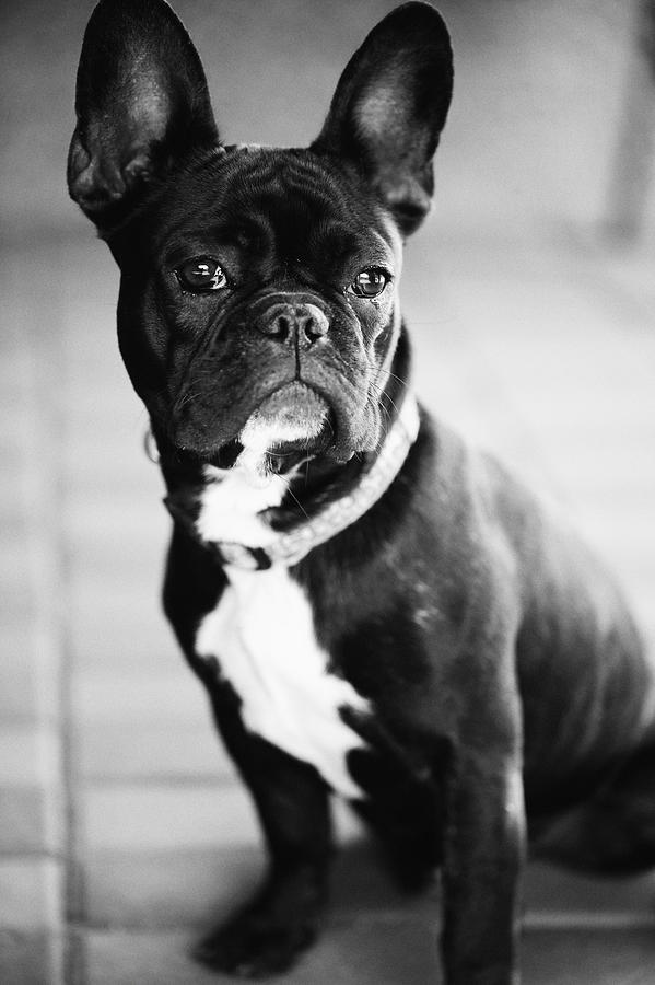 Dog Photograph - French Bulldog by Falko Follert