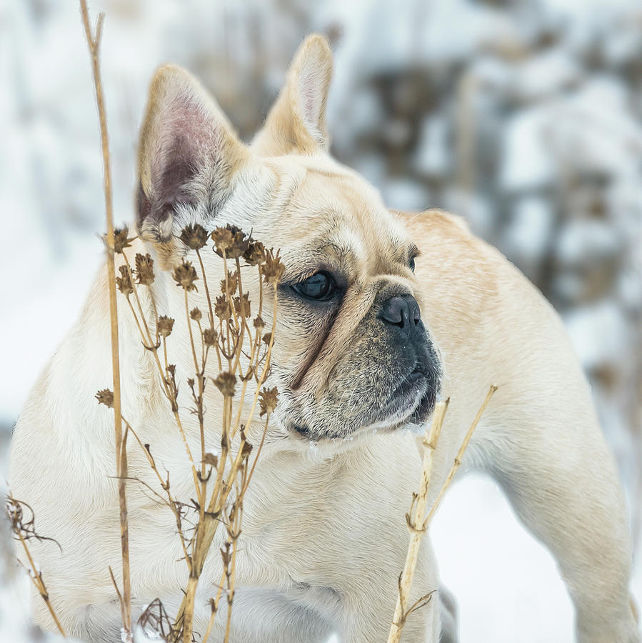 French Bulldog in the Snow Photograph by Jennifer Grossnickle