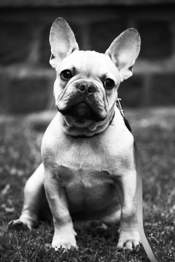 French Bulldog Photograph by Kathleen Schulze | Pixels