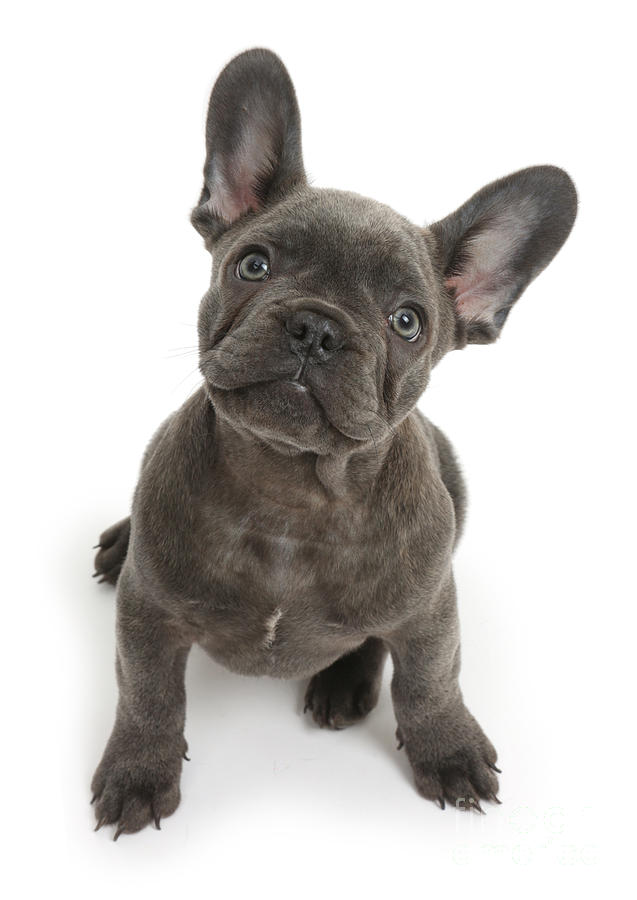 French Bulldog Puppy Photograph by Mark Taylor