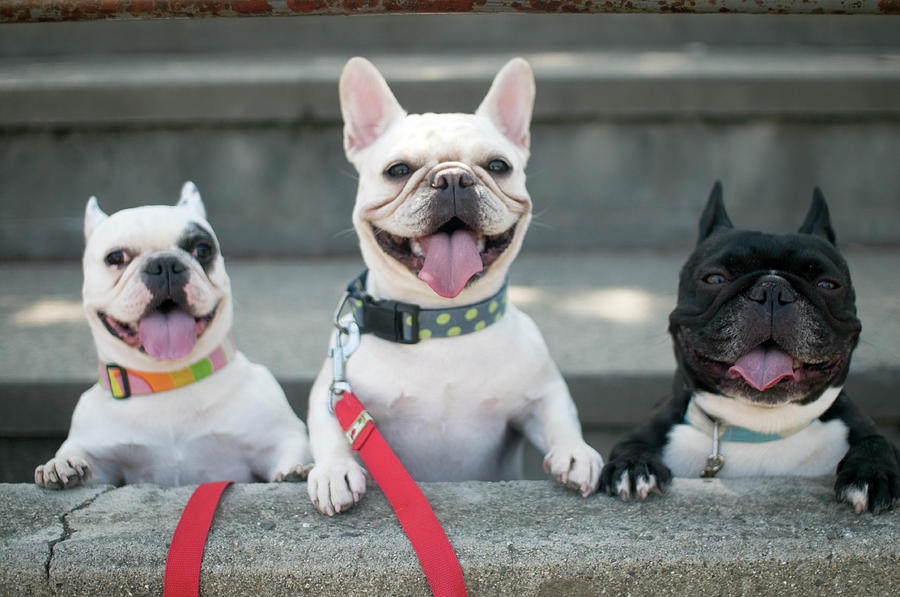 living nature french bulldog