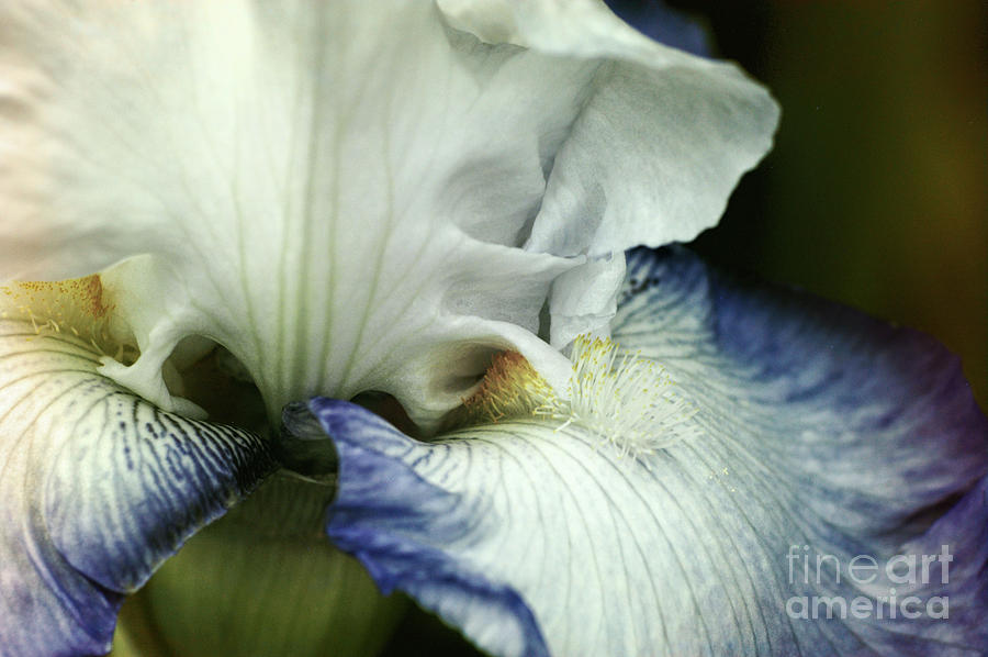 Iris Photograph - French Country Iris by ArtissiMo Photography