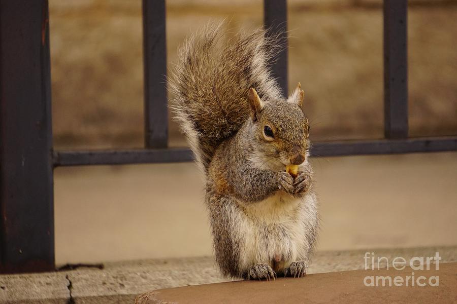 French Fry Eating Squirrel Photograph by Merle Grenz