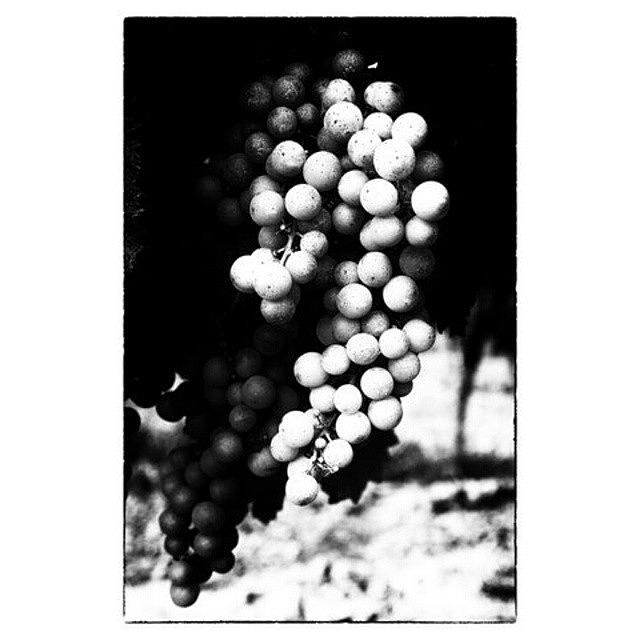 Blackandwhite Photograph - French Grapes by Georgia Clare