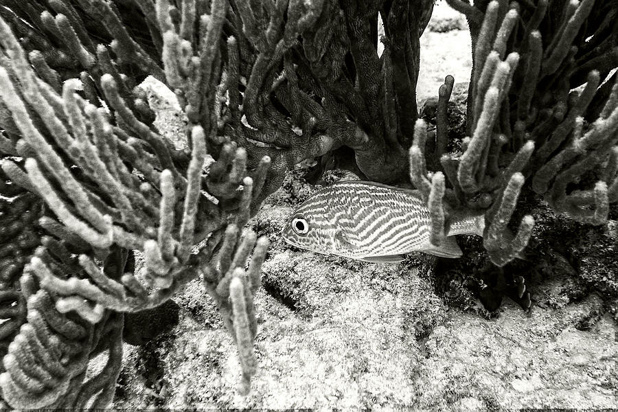 French Grunt Under Corals Photograph by Perla Copernik