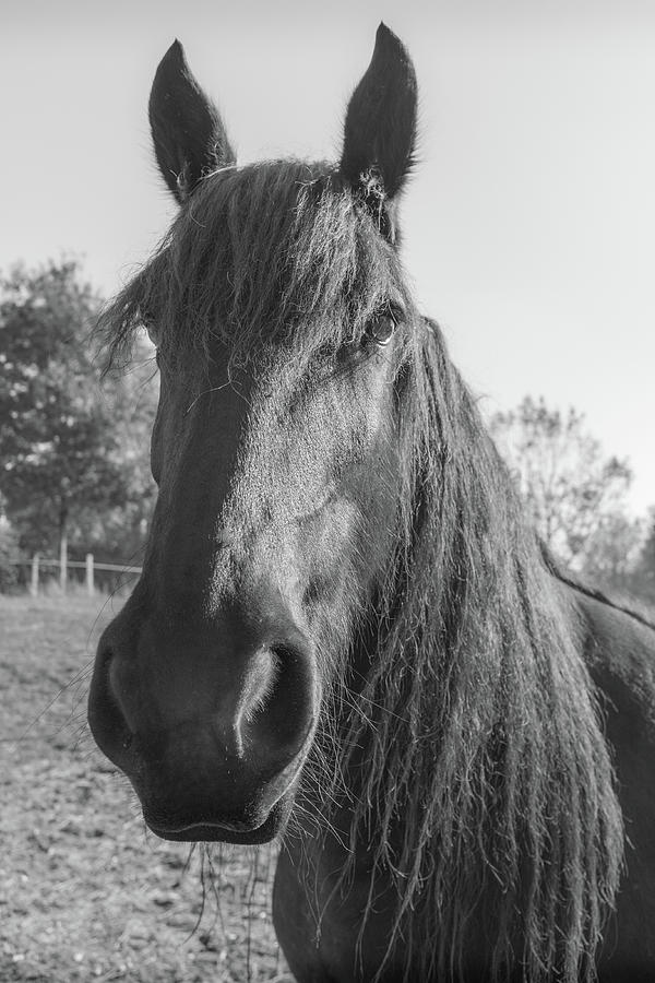 French Horse in Mono Photograph by Georgia Clare