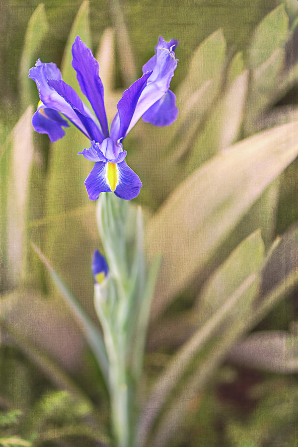 French Iris Photograph by Jennifer Grossnickle