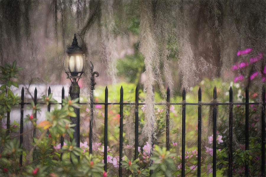 Landscape Photograph - French Iron, Spanish Moss, Southern Charm by Kim Carpentier