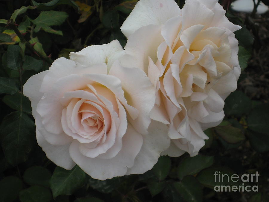 French Lace Floribunda Rose