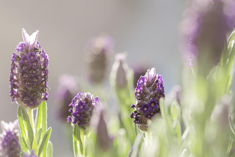 French Lavendar Buds Photograph by Mary Angelini