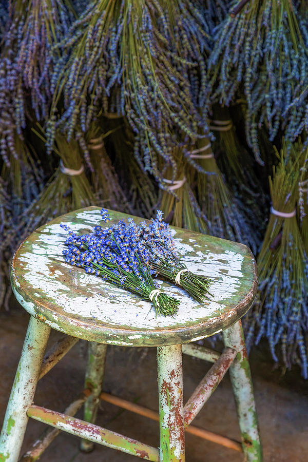 French Lavender Bundles Photograph by Susan Candelario