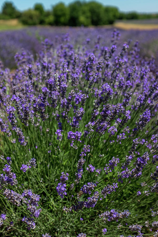 French Lavender Fields Photograph by Georgia Clare