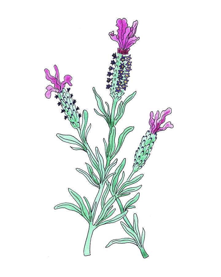 French Lavender Flower Watercolor Painting by Irina Sztukowski