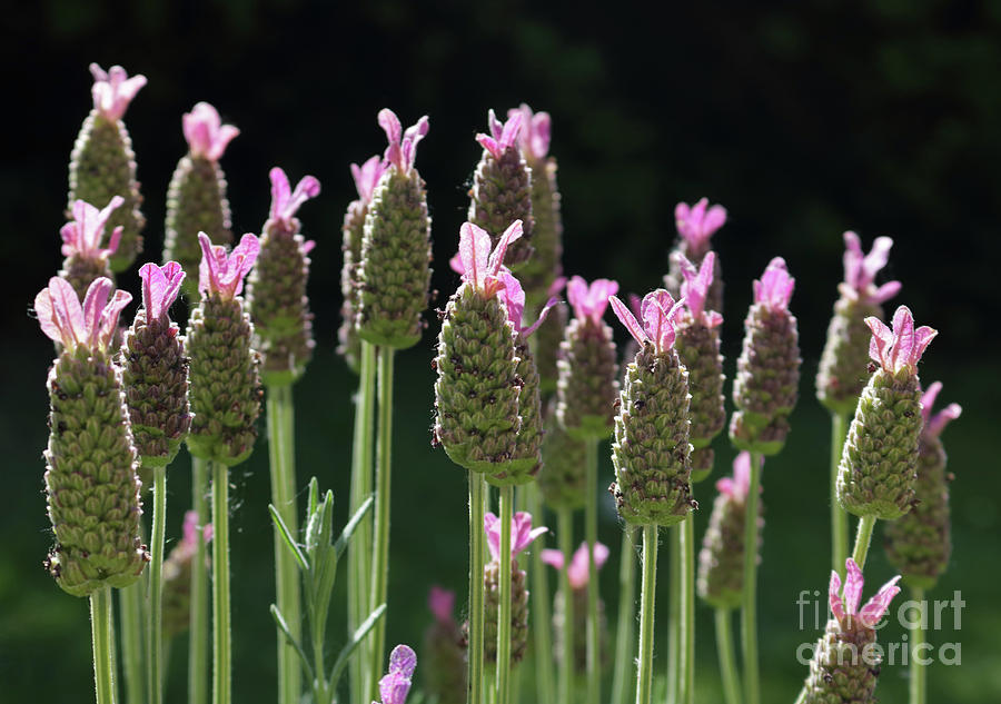 French Lavender Photograph by Julia Gavin