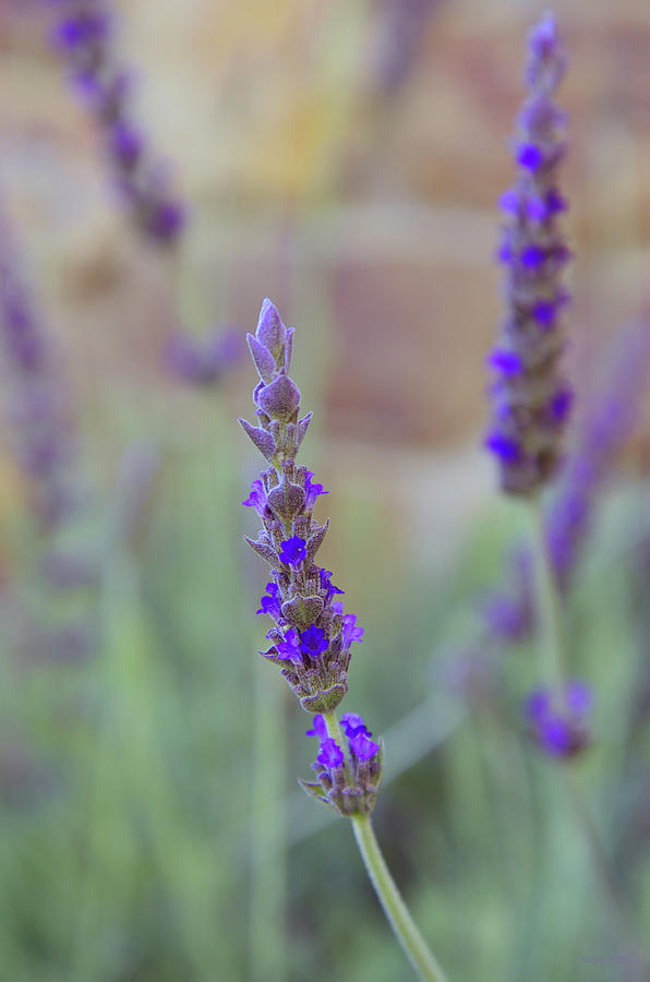 French Lavender Photograph by Kathy Yates