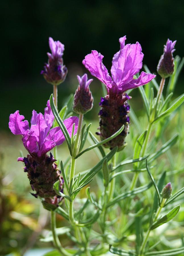 French Lavender Photograph by Nigel Radcliffe
