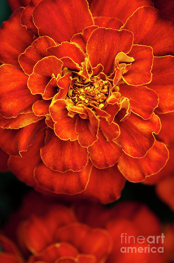 French Marigold Durango Red Photograph by Tim Gainey
