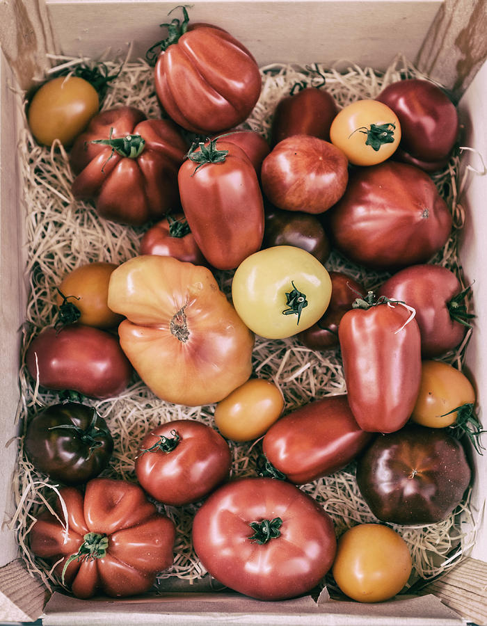 French Market Finds - Tomatoes Photograph by Georgia Clare