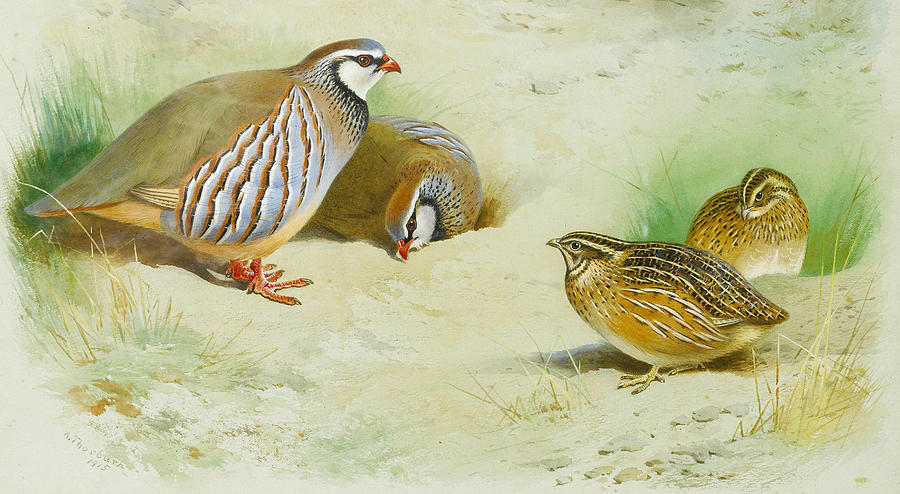 Archibald Thorburn Painting - French Partridge and Chicks by Archibald Thorburn