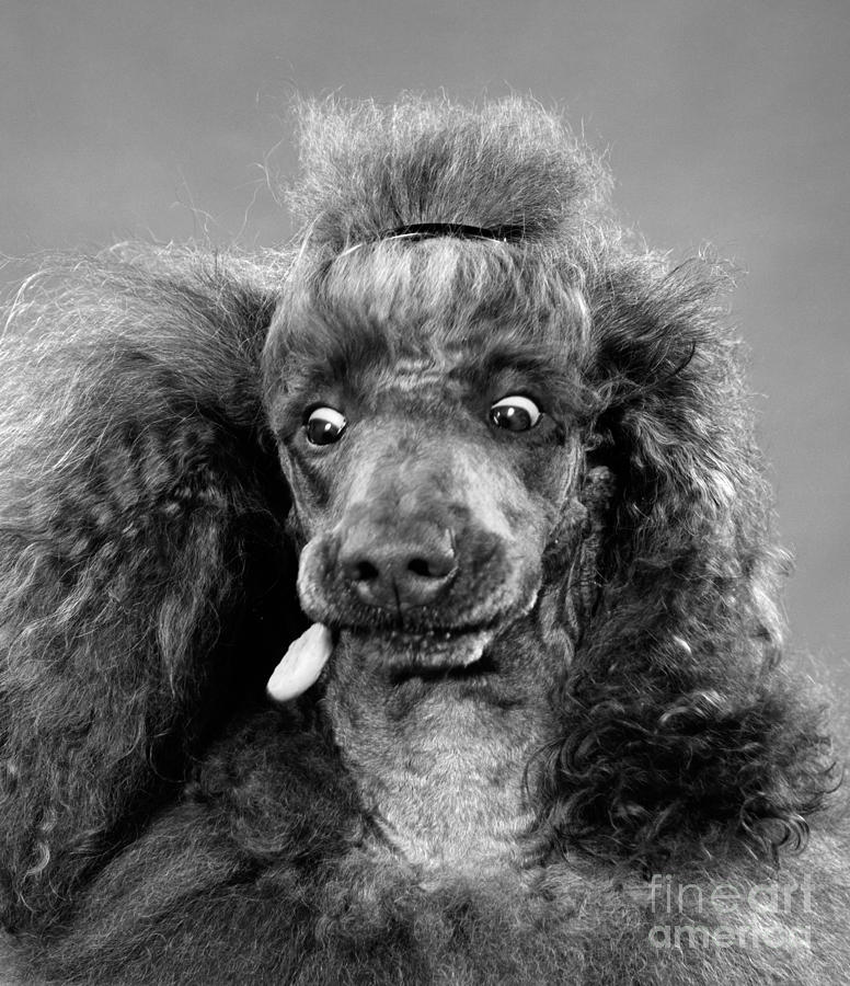 French Poodle, C.1950s Photograph by H Armstrong Roberts and ClassicStock