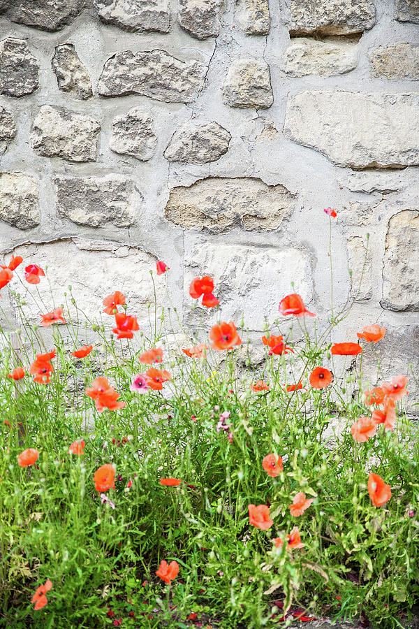 French Poppies Photograph by Parisdise Photography - Fine Art America