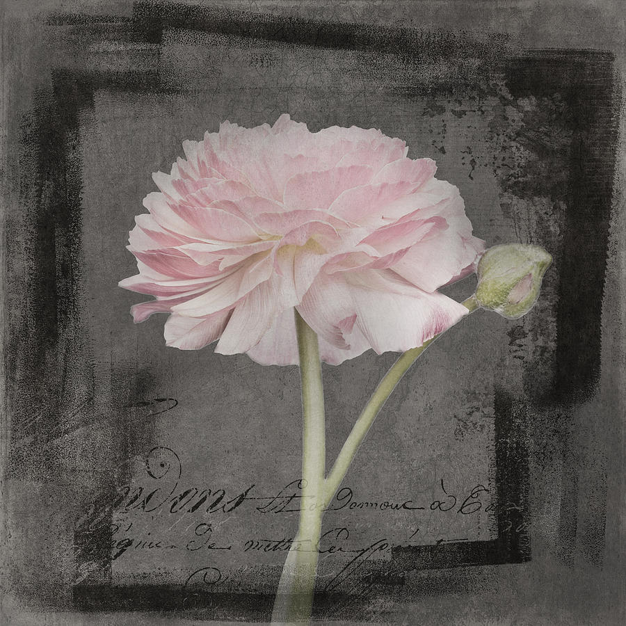 Vintage Mixed Media - Fluer dArmour - French Ranunculus by Amanda Jane