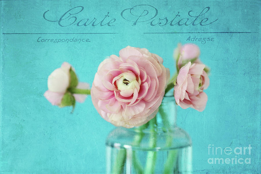 French Ranunculus Photograph by Sylvia Cook