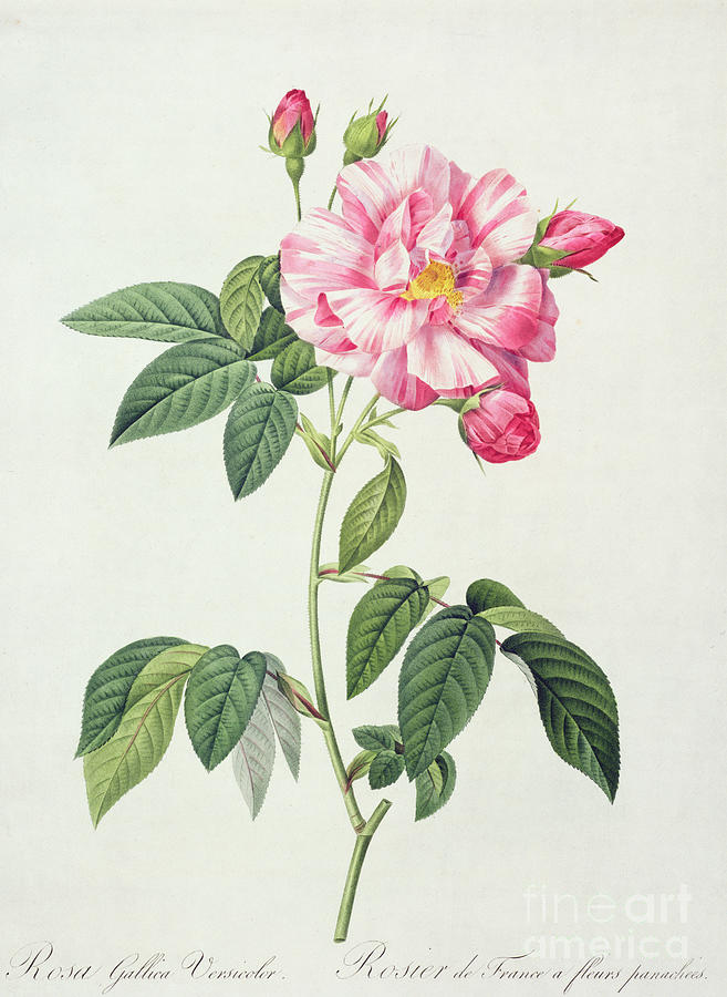Rose Drawing - French Rose by Pierre Joseph Redoute