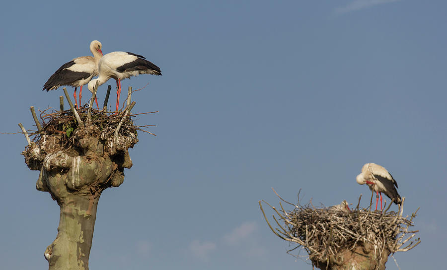 French Storks 02 Photograph by Teresa Mucha