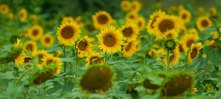French Sunflowers Photograph by Jani Freimann