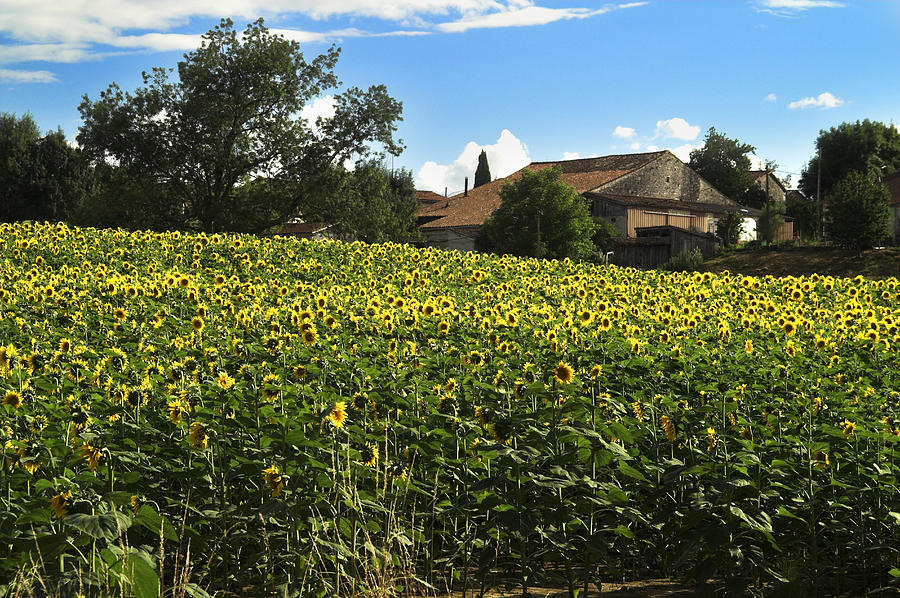 French Sunflowers Photograph by John Paul Cullen
