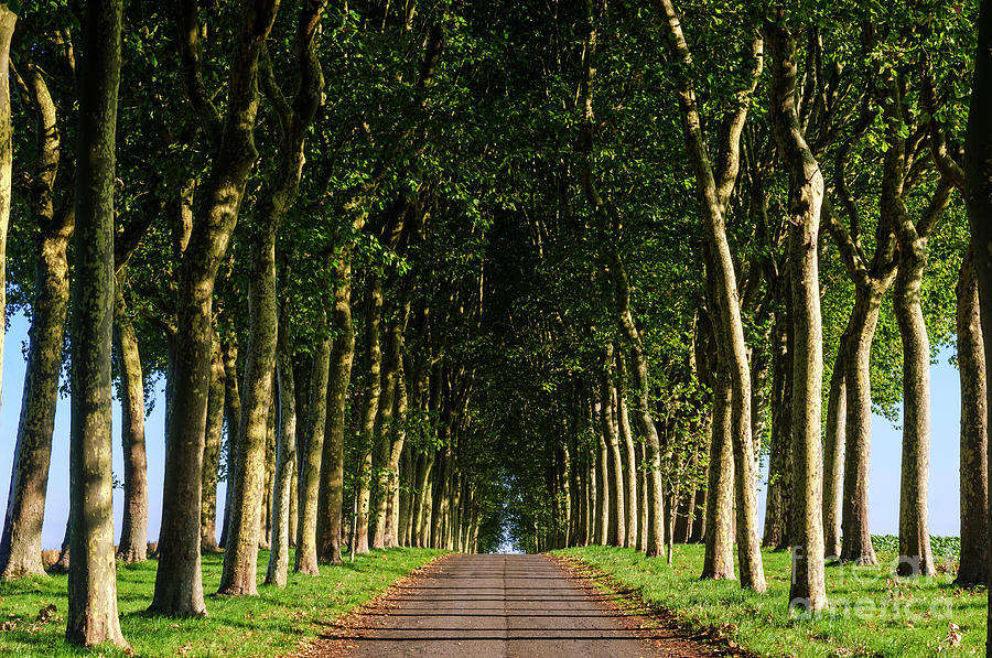 French Tree Lined Country Lane Photograph by Paul Warburton