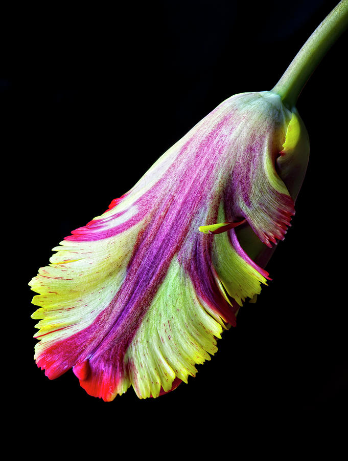 French Tulip 1a Photograph by Robert Ullmann
