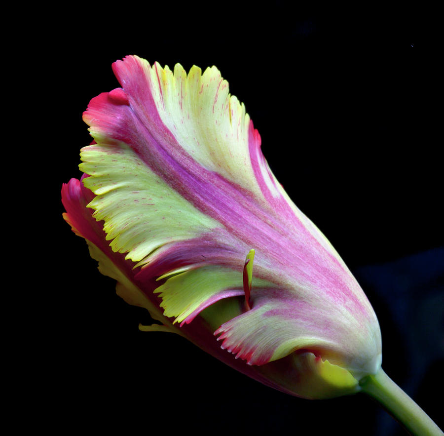 French Tulip 4 Photograph By Robert Ullmann Fine Art America