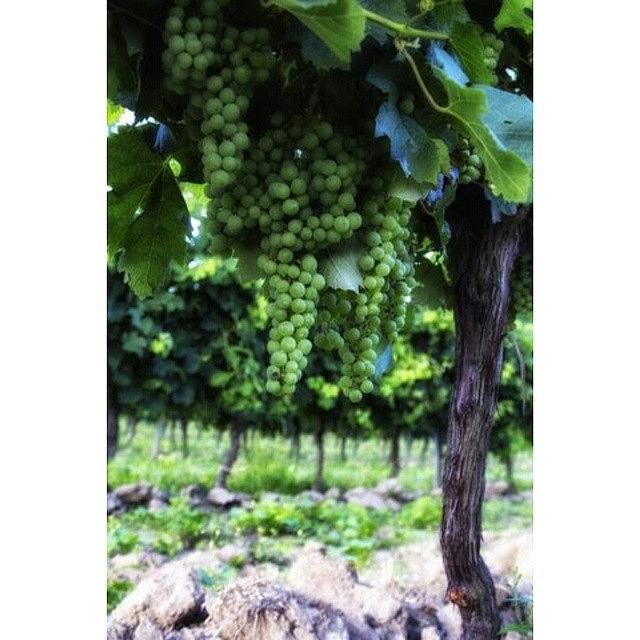 Grape Photograph - French Vineyard by Georgia Clare