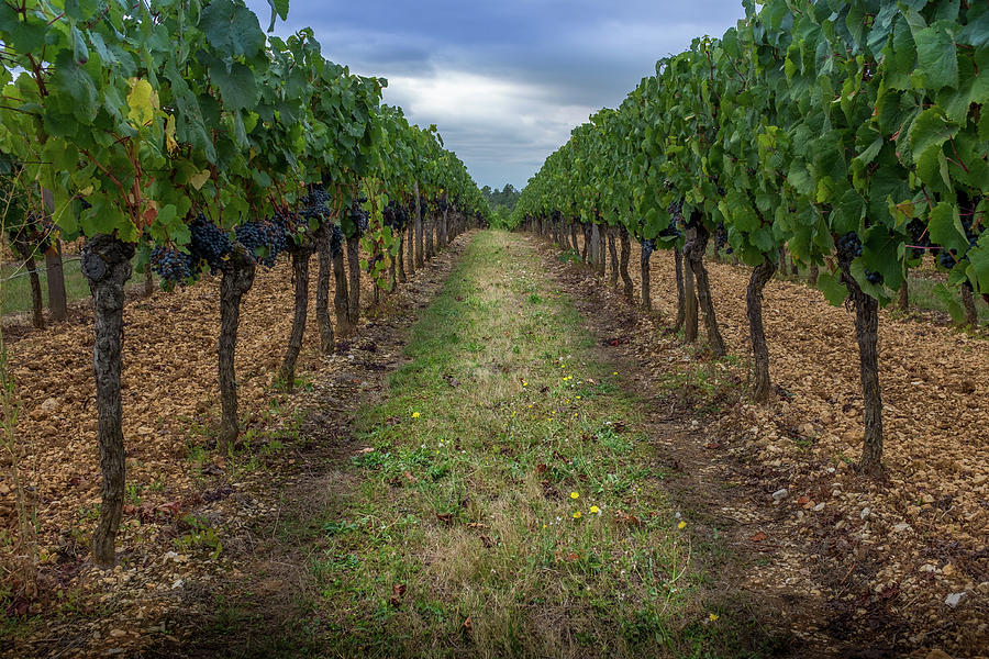 Grape Photograph - French Vineyard Row by Georgia Clare