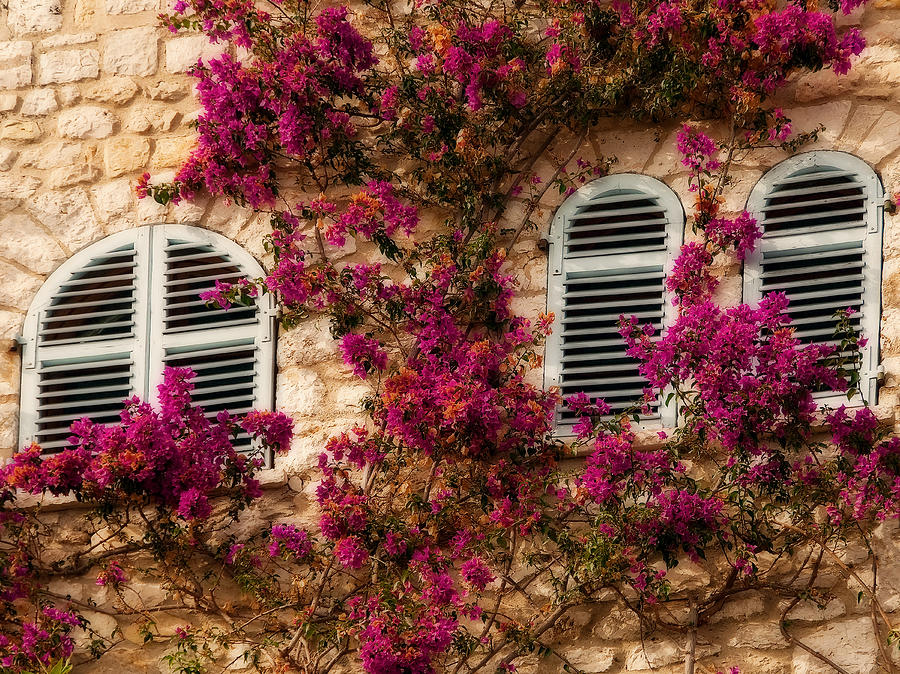 French Windows Photograph by Steven Sparks