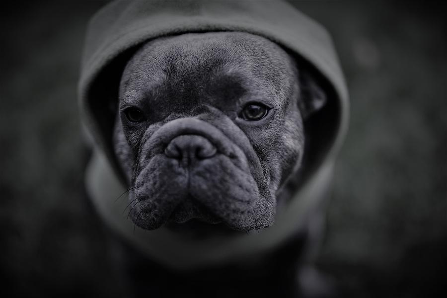 Frenchie in Black and White Photograph by Brian Redgrave Pixels