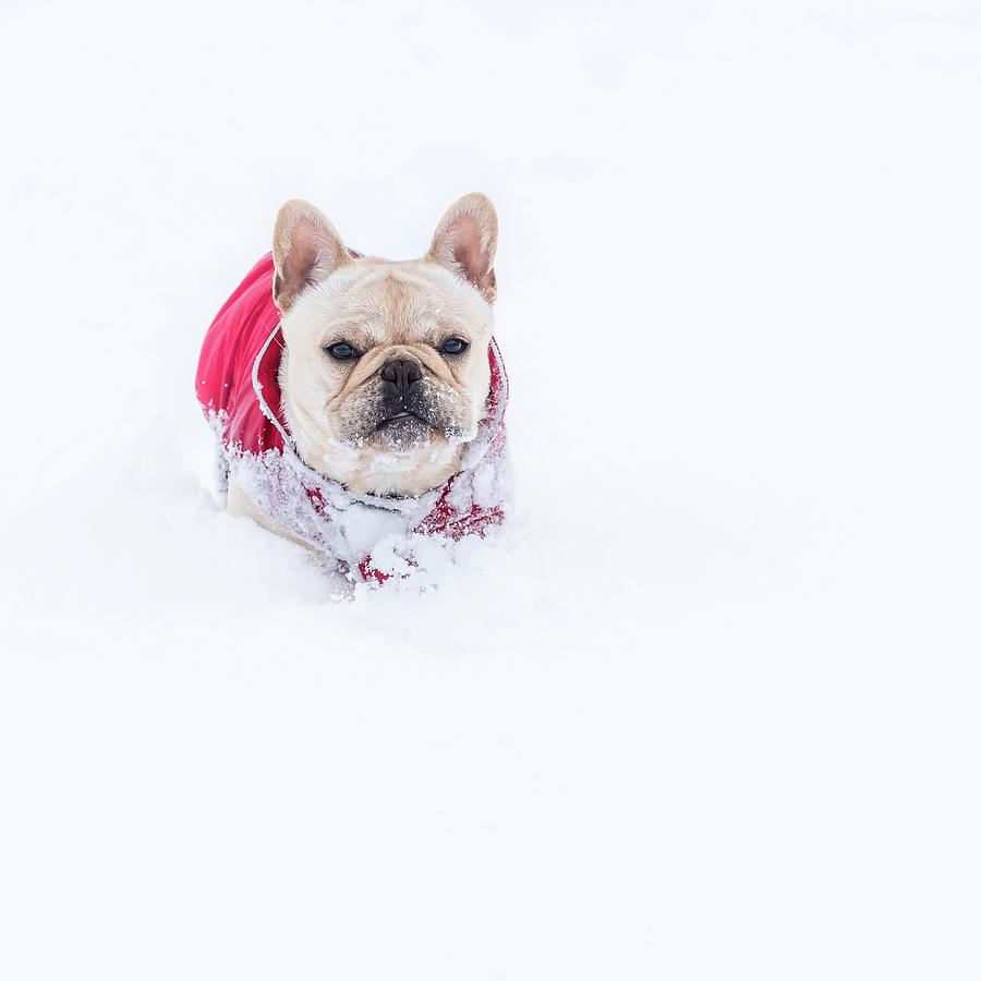 Frenchie In The Snow Photograph by Jennifer Grossnickle