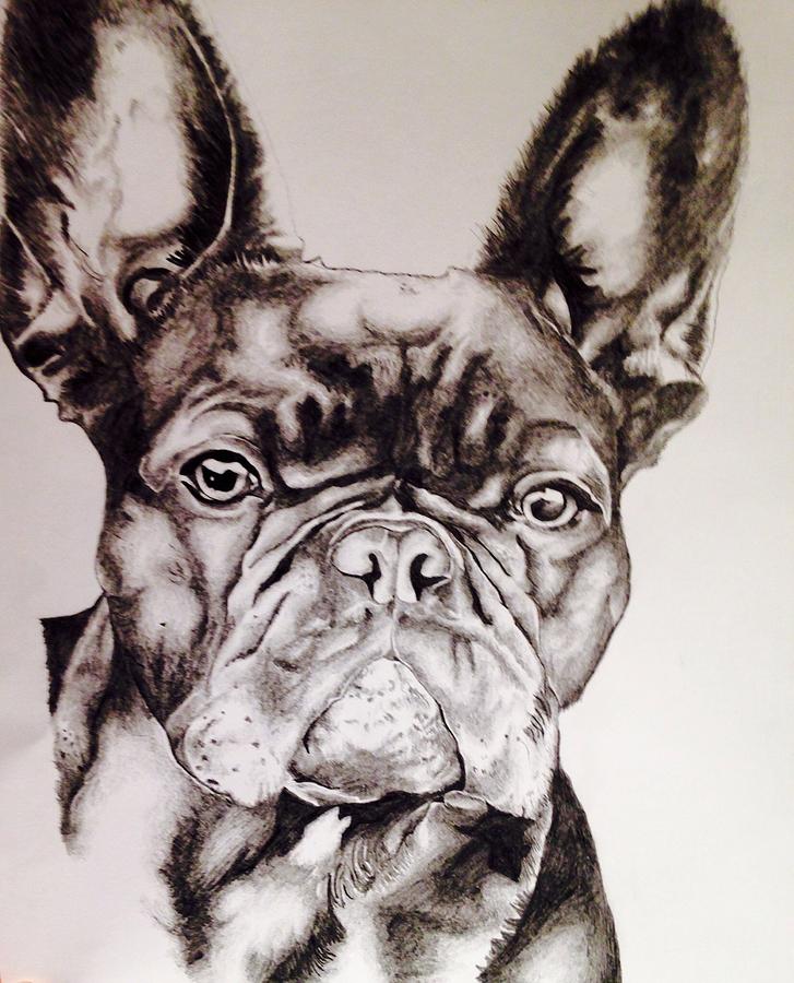 Frenchie Drawing by Nicola Morris Fine Art America