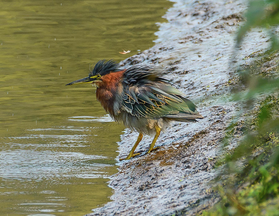 Frenzied Green Heron Photograph by Jerry Cahill