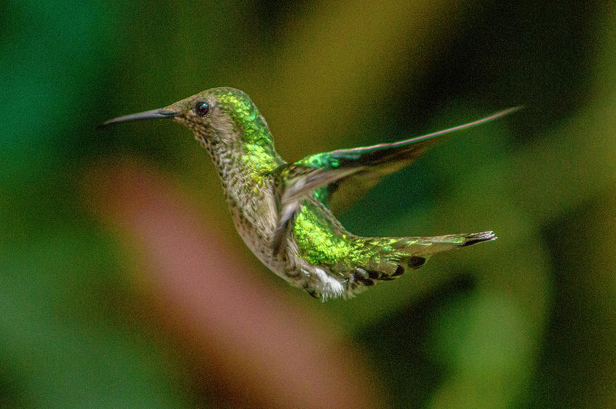 Frequent Flyer 2, Mindo Cloud Forest, Ecuador Photograph by Venetia Featherstone-Witty