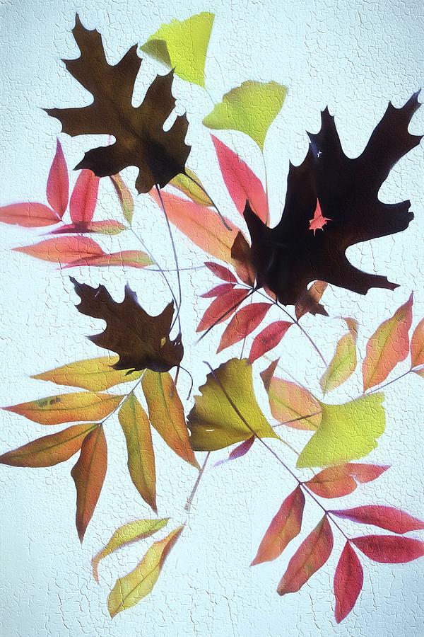 Fresco of Leaf Collection Photograph by Karen Jensen