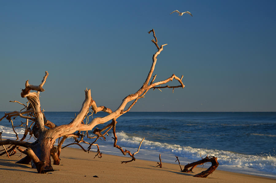 Fresh Air By The Sea Photograph by Dianne Cowen Cape Cod Photography