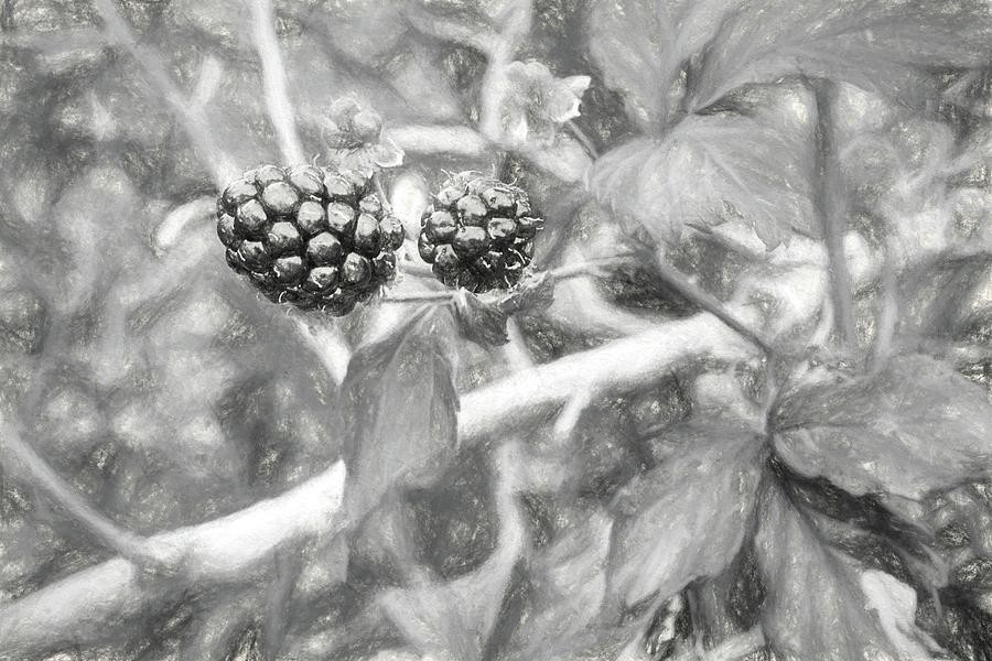 Fresh Alabama Blackberries in Black and White Photograph by JC Findley