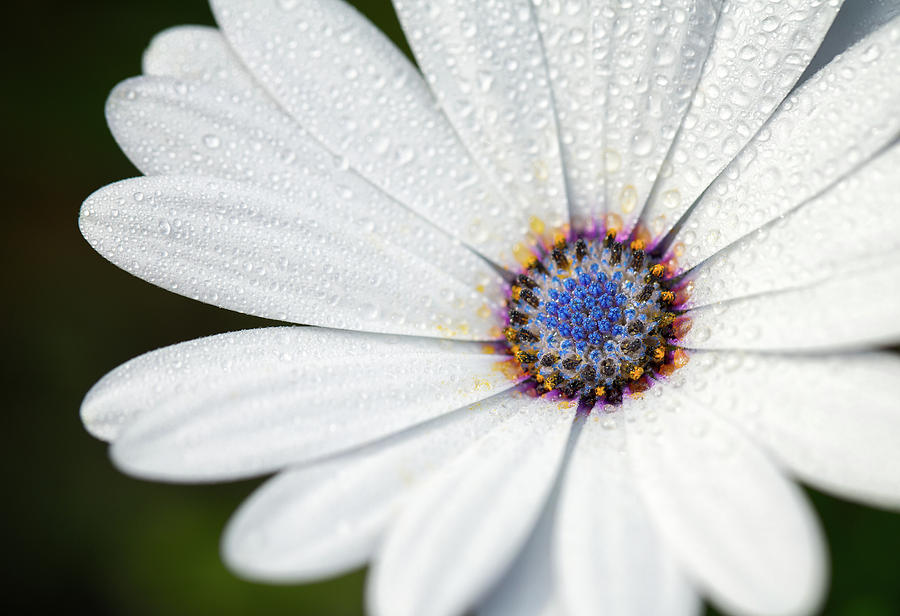 DROPS Daisy