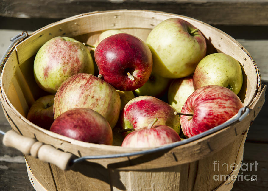 Fresh Apples Photograph by Alana Ranney