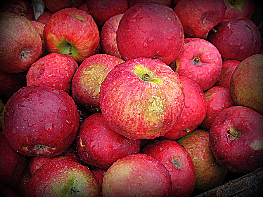 Fresh Apples Photograph by Suzanne DeGeorge